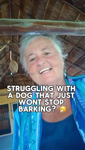 79K views · 1.2K reactions | Struggling with a dog that just won't...