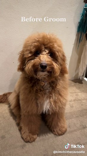 Cavoodle Puppy's First Grooming Session Transformation!