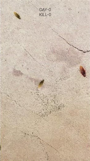 Total Kills - 0 (Crushing one cockroack for every subscriber I will get) #cockroach #challenge