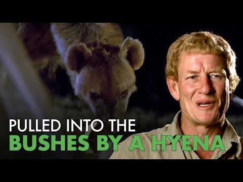 Escaped Alpha Chimp Attacks Americans in Jungle | Human Prey