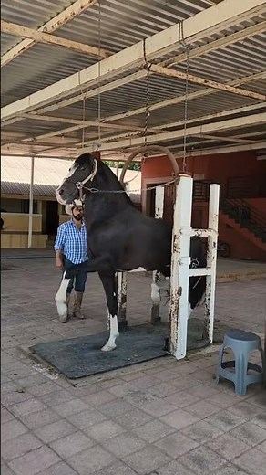 how to make the horse walk high