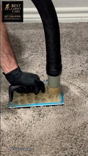 Pet Urine Odor & Stain Removal — Dog Urine Stains? We Fix It