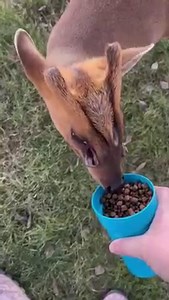 Muntjac deer have on their face two sets of scent glands, The preoribital which sit just in front of the eyes, and the frontal glands that sit on the forehead. These are used for marking territory and communication | Animals Videos