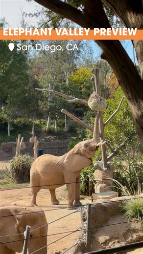 Get ready to experience Elephant Valley, a HUGE new immersive space at @sdzsafaripark! 🐘 You’ll get the chance to walk alongside the world’s largest land animals, with eight African elephants and rich biodiversity connecting you to the savanna - without leaving San Diego. Come together at the Mkutano House, Swahili for ‘gathering with purpose’, to relax with food and drinks while observing these gentle giants. Learn about the ties to Africa’s many regions, including local communities in Kenya, 