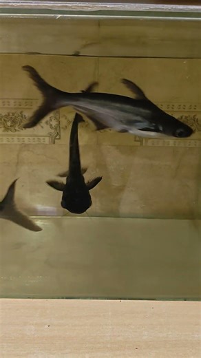 Inside the house fish tank with little aquarium sharks by legend