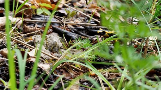 Salamander, Fire Salamander, Lurch. Free Stock Video