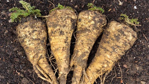 10 gardening tips for growing full and nutritious parsnips