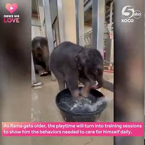 ADORABLE! 😍🐘 It was recently baby elephant bath time for Rama at the Oklahoma City Zoo! https://bit.ly/3IGmmAr 📹: Oklahoma City Zoo and Botanical Garden | KOCO 5 News