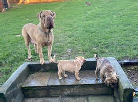 Stunning litter ! Mum sharpei cross mastiff dad mix - £800