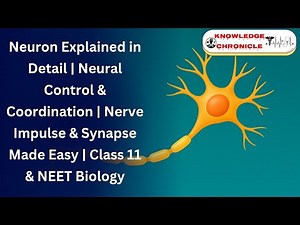 Neural Control & Coordination Explained | Neuron Structure, Function, Impulse Transmission | #neet