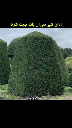 Shearing Techniques Explained by Tariq Masood