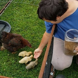 2.7K views · 92 reactions | Time for baby ducky training. To help the babies get used to being held, Dunc is doing daily hand feeding of snacks. It also makes them easier to get out of the poultry tractor at night. They are growing fast, but still awfully soft. #duckieswelove #babyducks #babyducksofinstagram | Common Sense Home | Facebook