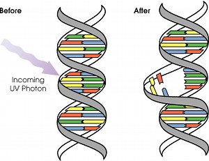 Diferença entre mutagênico e cancerígeno - Notícia 2026