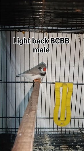 Light Back BCBC male #finches