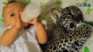 2.8K views · 153 reactions | Squad goals. | Awesome Animals | Facebook