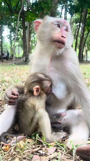Really Amazing Mother Monkey Love and Care Her Little One So Much #cute #animals #shorts