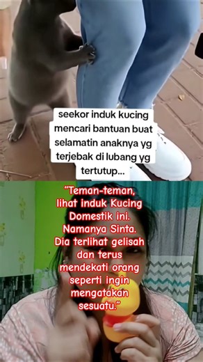 "Smart Mother Cat! Sinta Asks for Human Help to Save Her Kitten"