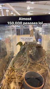 Yellow tree monitor #reptiles #fypreelsシ゚viralシ | Ricesoup