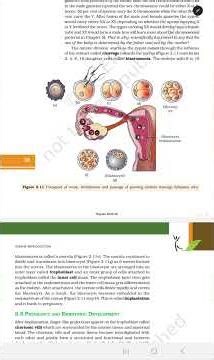 Human Reproduction - Embryo Formation class 12 BIOLOGY Chapter 2 #trending #shorts