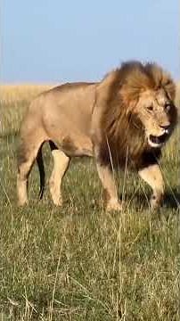 Oloimina with His Cub in Rongai Territory | Maasai Mara National Reserve | Travins World
