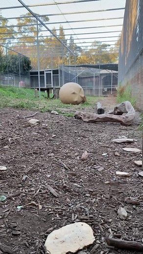 Zookeeper Chad on Reels