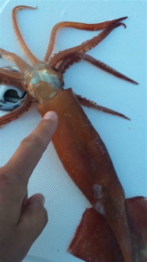 Southern Maine Squid Spin on 20,000 Leagues Under the Sea