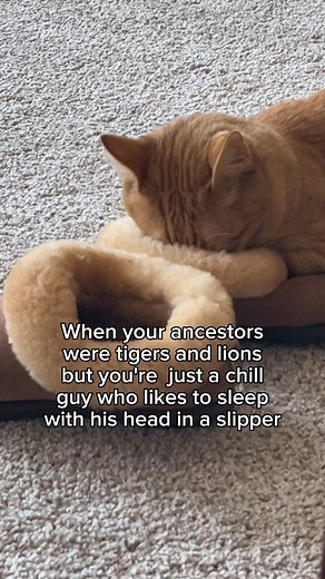 I have better things to do around here than hunting for food. #cats #cutecats #catsofinstagram #catvideos #cat #funnycatvideos #catlife #catlovers #pet #catstagram #meow #meowstagram #catoftheday #kitty #pets #petstagram #AmazonPets #petsofinstagram #orangecat #gingercat