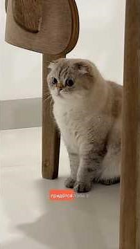 Lelik and his hospitality)