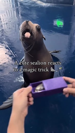 @sealvault on Instagram: "Fun Fact: Unlike true seals who have to belly-flop to move on land, sea lions are quite agile walkers. They have large front flippers and rotatable hind flippers that allow them to “gallop” on all fours. This unique structure lets them move surprisingly fast (we have some funny examples on our feed) to outrun humans over short distances! They are acrobats equally comfortable on the beach as they are in the waves. Join The Community @SealVault 🦭 DM for credit or removal