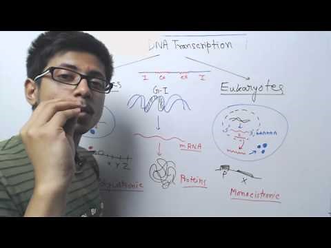 Prokaryotic vs eukaryotic transcription