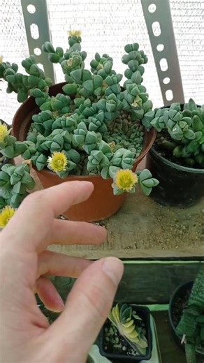 Delosperma lehmannii Care Tips and Succulent Planting Guide