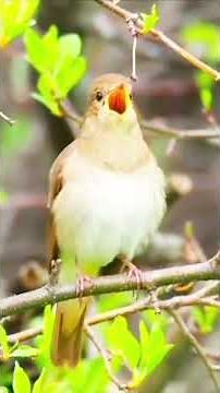 Lush Song of the Nightingale