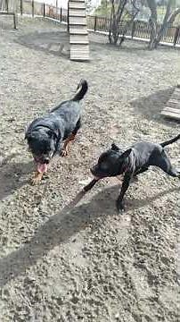 Pitbull VS Rottweiler Fight