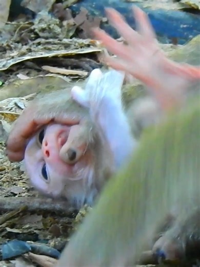 Heartbreaking Baby Monkey Moment