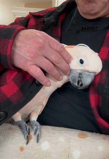 Cuddle Time with Barney the Cockatoo and Friends