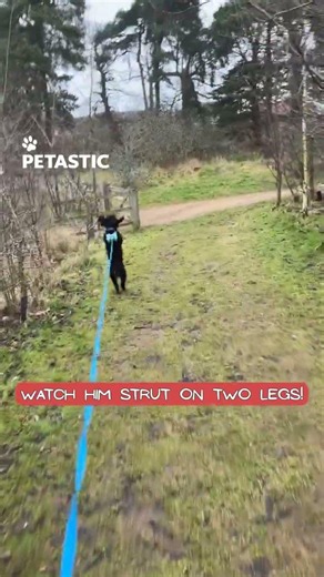 Dog Walks on Two Legs Like a Tiny Superstar