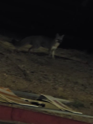 Arizona wildlife near Mesa & Tempe — quick sightings guide
