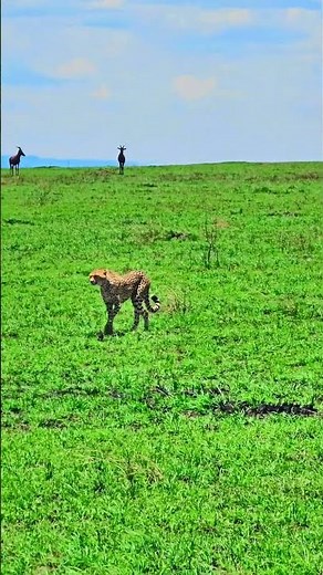 🐆🐆 Look At The Gracefully Moving Cheetah 🐆🐆 #Wildlife #Safari