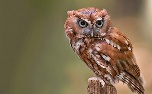 300  Amazingly Adorable Owl Names