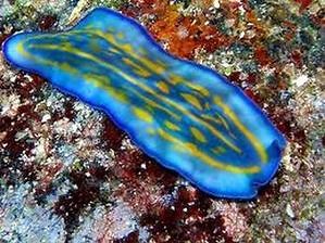 Turbellaria