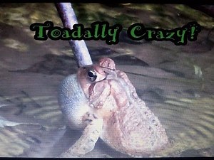 American Toad Video, Mating, Croaking, Laying Eggs (Underwater GoPro Included)