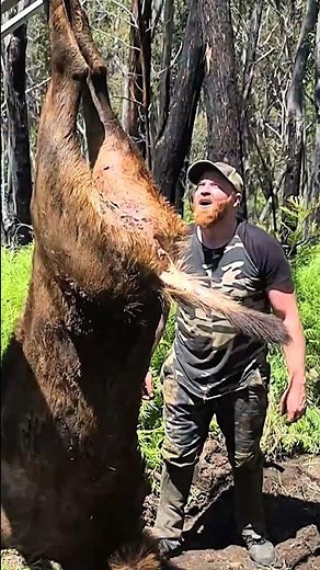 Epic Sambar Deer Hunting Australia 2022 #hunting #deer #sambarhunting #hunting2022 #hunt