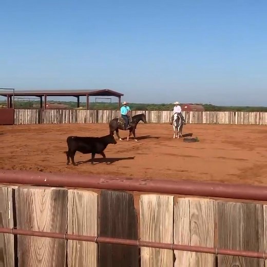 Rotation 1 is under way! Jordan Williams and our own Four Sixes Ranch trainer, Terry Riddle are the clinicians for the Herd Work today. National Reined Cow Horse Association ---- #FourSixesRanch #6666Ranch | 6666Ranch