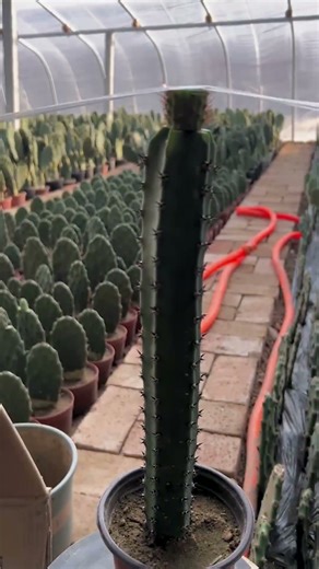 Cactus Grafting: Combine Two Varieties 🌵 Easy Guide to Hybrid Plants