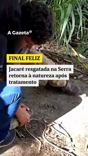 Jacaré resgatada na Serra retorna à natureza após tratamento #shorts #noticias