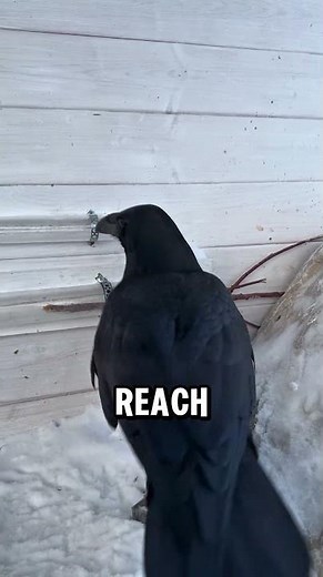 The World's Smartest Bird: The Crow 🧠 #animals #shorts