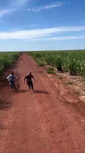 Quase que javali pega caçadores 🐗😱 #repost @brutos_do_agarre . . . #javali #campo #roça #javaporco #java #porco #viral #hunting #cachorro | Caçada dos Guapos