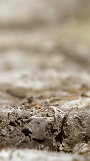 7.6K views · 159 reactions | During the dry season, the giant...