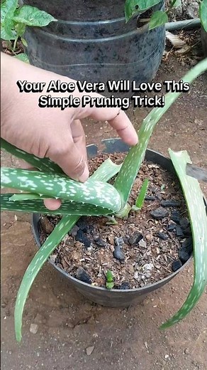 Aloe Vera Care: Simple Pruning for Healthier Growth 🌿 #gardening