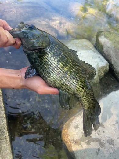 Springtime bass spawning #fishing #bass #spring #spawn